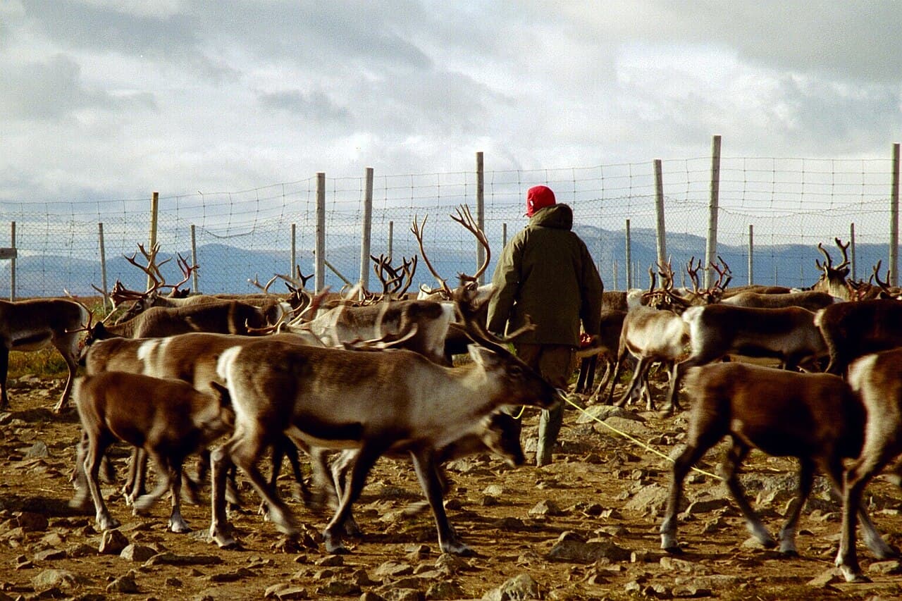 Lappland Reindeer Migration Trek