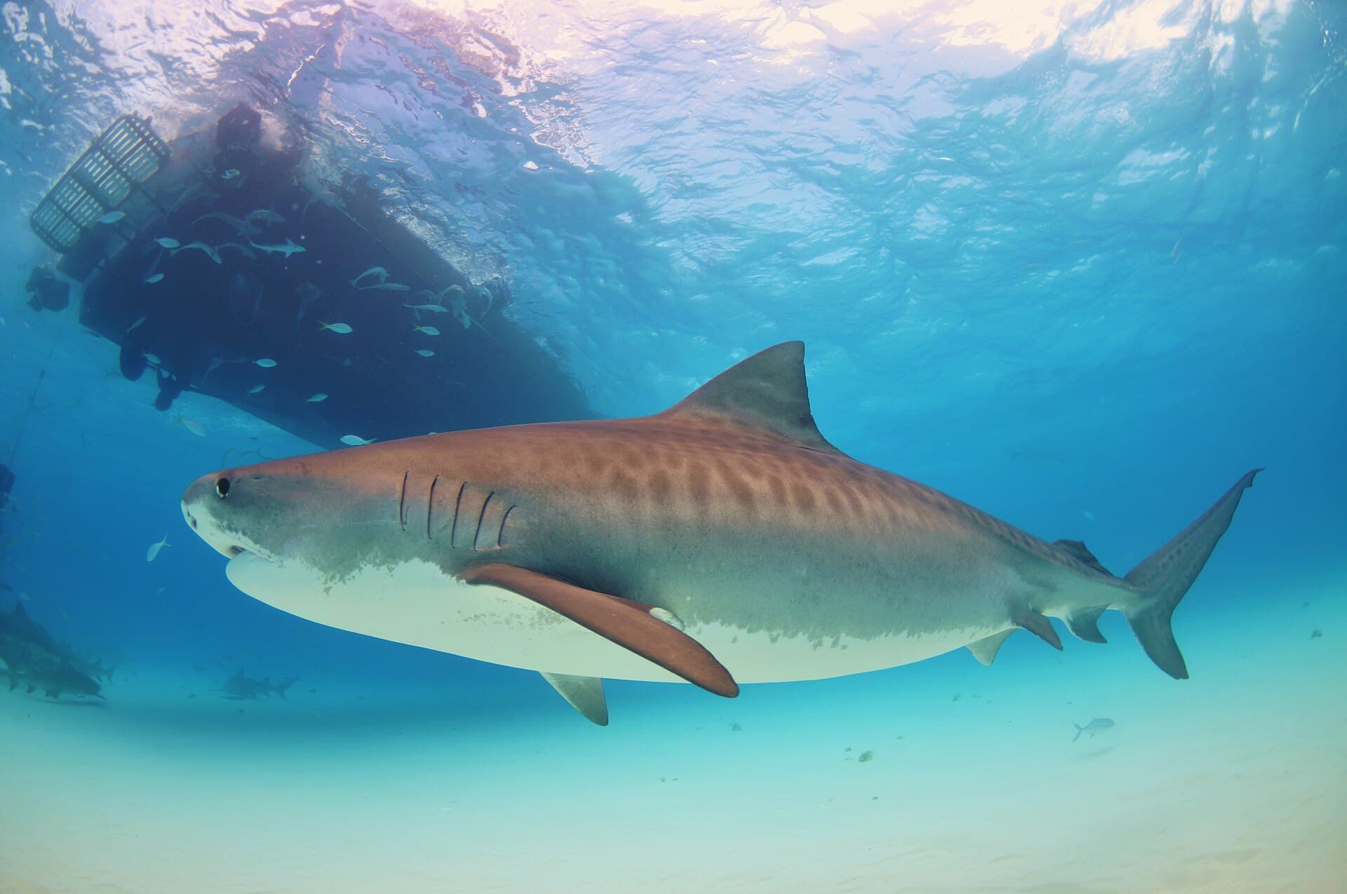 Tiger Beach Shark Liveaboard, Grand Bahama