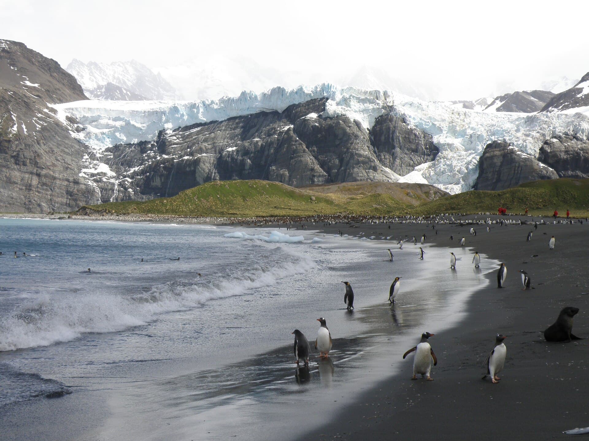 Antarctica South Georgia Expedition