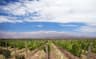 Argentina Gaucho Horse Trek — Mendoza Wine Country