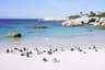 Cape Peninsula Hike & Penguin Beach