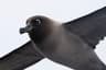 Sub-Antarctic Islands Voyage