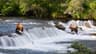 Brooks Falls Bear Watch, Katmai