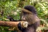 Rwanda Volcanoes National Park Golden Monkey Trek