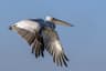 Pelican Waters of the Danube Delta