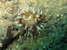 Lembeh Strait Muck Diving Masterclass