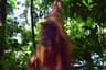 Indonesia Sumatra Orangutan Trek