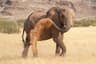 Namibia Desert Elephant Safari