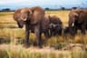 Kenya Amboseli Elephant Safari