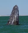 Baja California Whale Watching