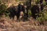 Tanzania Ruaha National Park Walking Safari