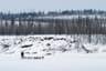 Canada Yukon Dog Sled Winter