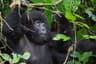 Congo Gorilla Tracking Expedition