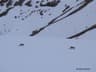 Snow Leopard Vigil at Kibber